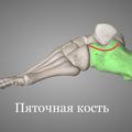 Головной мозг и стопы. Какая связь?
