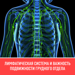 Лимфатическая система подвижность грудного отдела: почему это так важно для здоровья