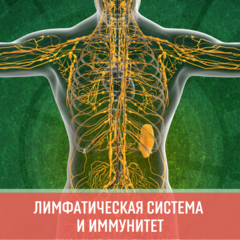 Лимфатическая система и иммунитет