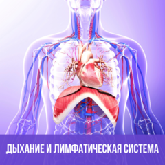 Как дыхание и работа мышц поддерживают движение лимфы и помогают снять отёки