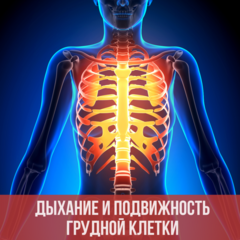 Влияние дыхания и подвижности грудной клетки на повседневную жизнь